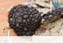 Trésors du Sud – Bataille de la truffe : protéger les diamants noirs de Provence
