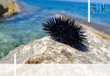 Escapades de lecteurs – L’Office de la Mer et la grapette à oursins