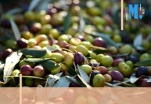 La parole aux producteurs – Comment se porte le marché de l’huile d’olive ?