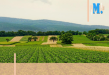 Agriculture – En Région Sud, le secteur a besoin de soutien