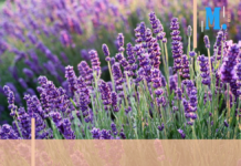 Agriculture – Les huiles essentielles, volet majeur de l’économie et de la culture françaises