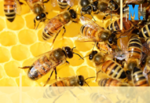 La cour des minots – A la découverte du monde fascinant des abeilles