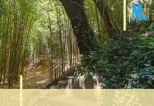 Calendrier d’été – Des balades nocturnes au Domaine du Rayol
