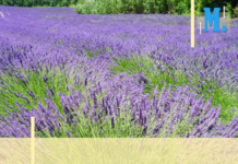 Calendrier d’été – Une 28ème édition pour la fête de la Lavande de Valensole